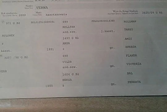Stanówka ogierem Walet, , Brzózki