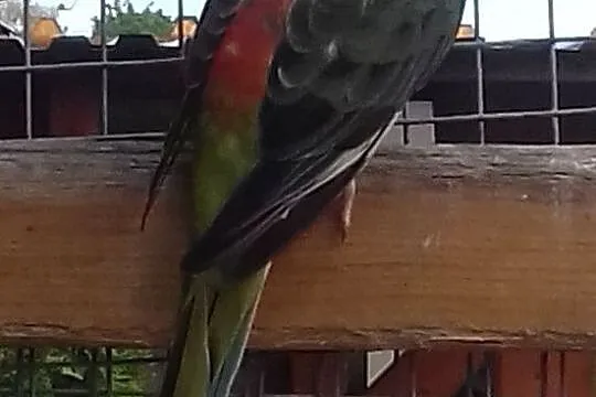 Papugi Swirgotki, Oświęcim