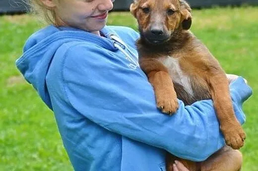 Młodziutki kurdupelek szuka domku,  mazowieckie Wa