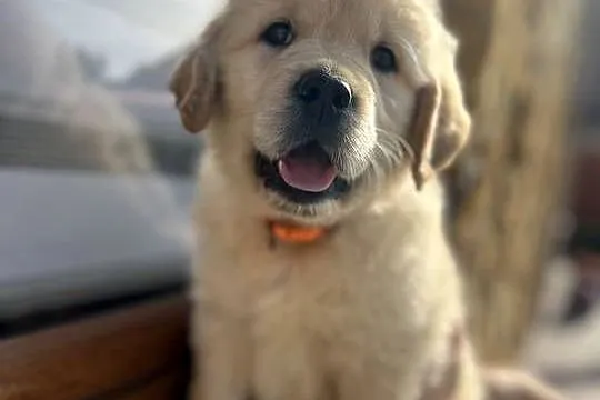 Szczeniak Golden Retriever Suczka Sunia z rodowodem