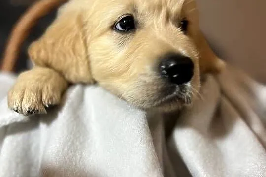 Szczeniak Golden Retriever Suczka Sunia z rodowodem, Mazowieckie, Warszawa