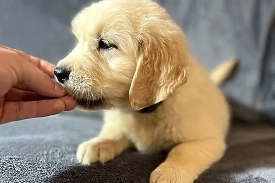 Szczeniak Golden Retriever Suczka Sunia z rodowodem, Mazowieckie, Warszawa