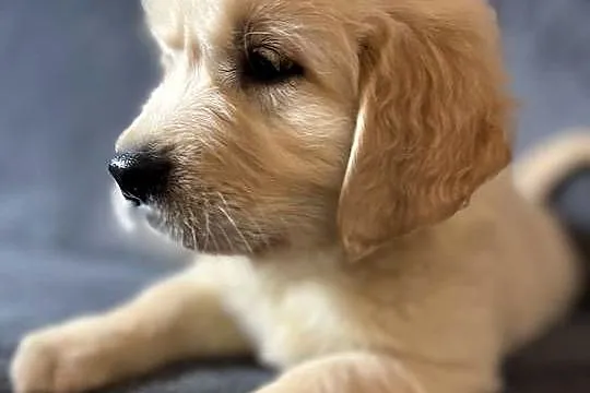 Szczeniak Golden Retriever Suczka Sunia z rodowodem, Mazowieckie, Warszawa