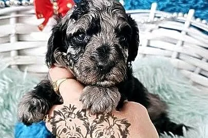 Śliczny piesek Pudel Miniaturowy Badania Genetyczne!, Łódzkie, Sędziejowice