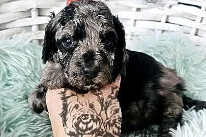 Śliczny piesek Pudel Miniaturowy Badania Genetyczne!, Łódzkie, Sędziejowice