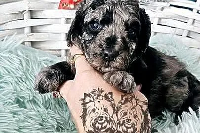 Śliczny piesek Pudel Miniaturowy Badania Genetyczne!, Łódzkie, Sędziejowice
