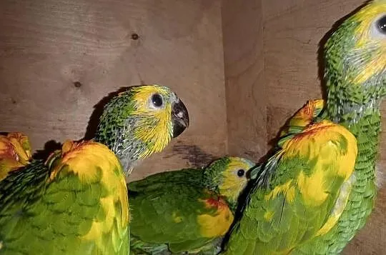 Amazonki  niebieskoczelne  xanthopteryx