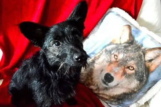 Piksel- około roczny kochany psiak do adopcji FILMIK,  mazowieckie Warszawa