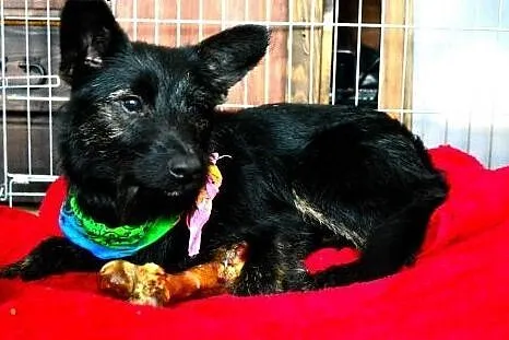 Piksel- około roczny kochany psiak do adopcji FILM