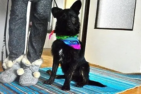 Piksel- około roczny kochany psiak do adopcji FILM