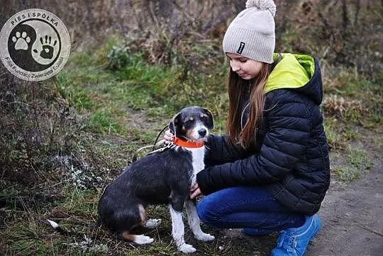 Niebieska Abi do adopcji
