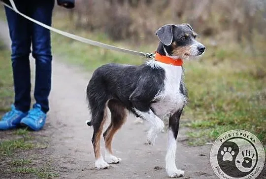 Niebieska Abi do adopcji