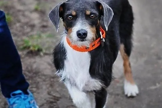 Niebieska Abi do adopcji