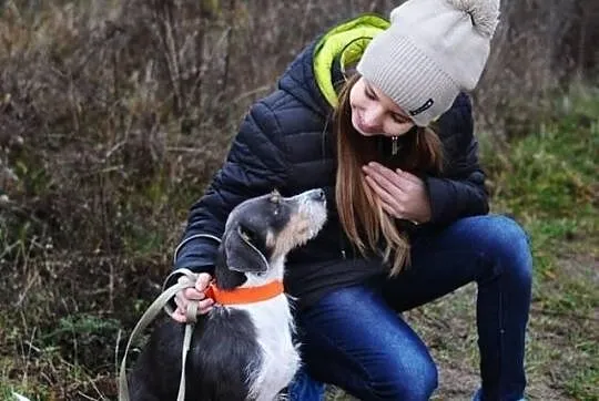 Niebieska Abi do adopcji