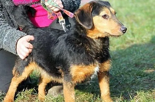 PIMPEK - urokliwy potomek jamnika szorstkowłosego 