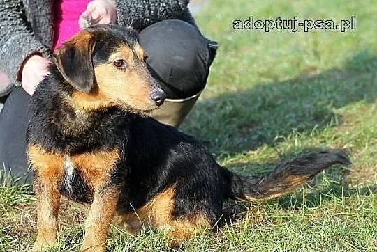 PIMPEK - urokliwy potomek jamnika szorstkowłosego 