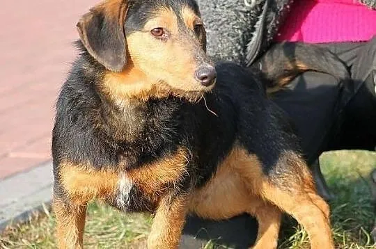 PIMPEK - urokliwy potomek jamnika szorstkowłosego 