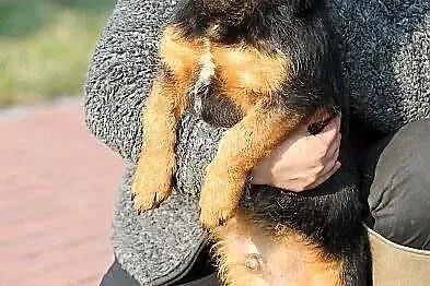 PIMPEK - urokliwy potomek jamnika szorstkowłosego 
