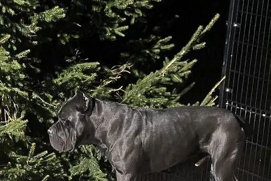 Czarna suczka Cane Corso ZKwP/FCI