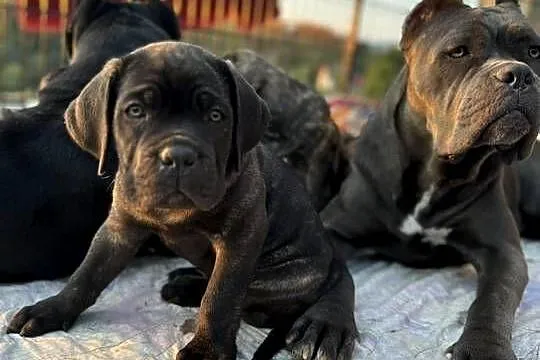 Czarna suczka Cane Corso ZKwP/FCI, Dolnośląskie, Wrocław