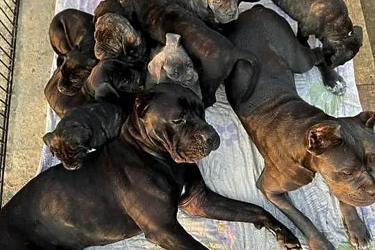 Czarna suczka Cane Corso ZKwP/FCI, Dolnośląskie, Wrocław