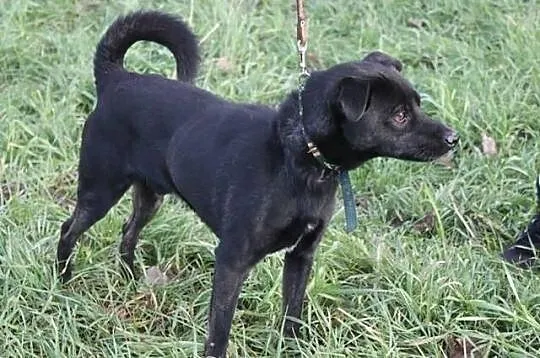 Do adopcji lub dom tymczasowy mały czarny pies