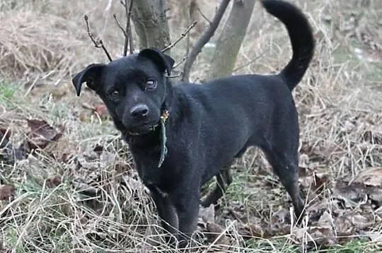 Do adopcji lub dom tymczasowy mały czarny pies