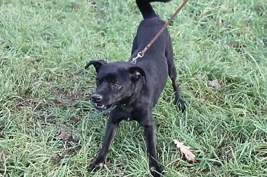 Do adopcji lub dom tymczasowy mały czarny pies
