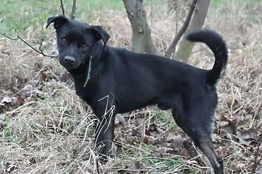 Do adopcji lub dom tymczasowy mały czarny pies