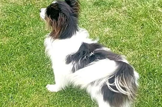 Spaniel Miniaturowy Kontynentalny - Papillon - suczka tricolor/ZKwP FCI/, Lubelskie, Świdnik