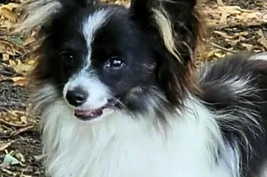 Spaniel Miniaturowy Kontynentalny - Papillon - suczka tricolor/ZKwP FCI/, Lubelskie, Świdnik
