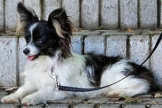 Spaniel Miniaturowy Kontynentalny - Papillon - suczka tricolor/ZKwP FCI/, Lubelskie, Świdnik