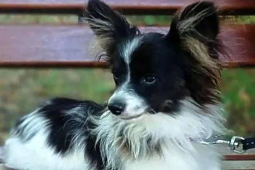 Spaniel Miniaturowy Kontynentalny - Papillon - suczka tricolor/ZKwP FCI/, Lubelskie, Świdnik