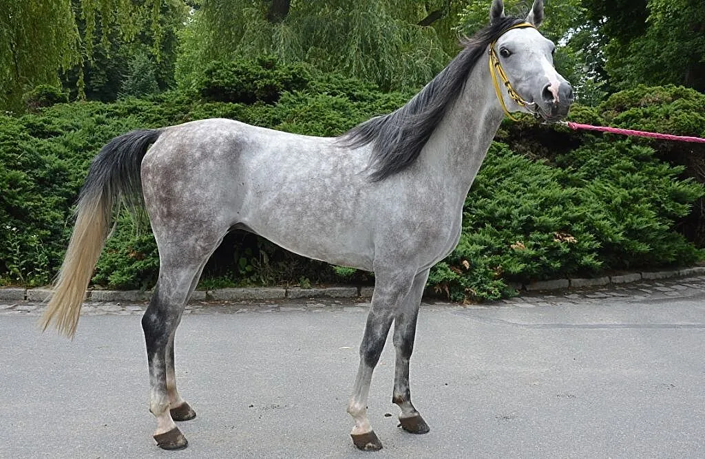 Merkanto ogier Czystej Krwi Arabskiej, , Wrocław