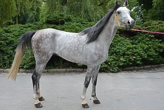 Merkanto ogier Czystej Krwi Arabskiej, , Wrocław