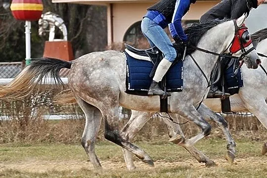 Merkanto ogier Czystej Krwi Arabskiej, , Wrocław
