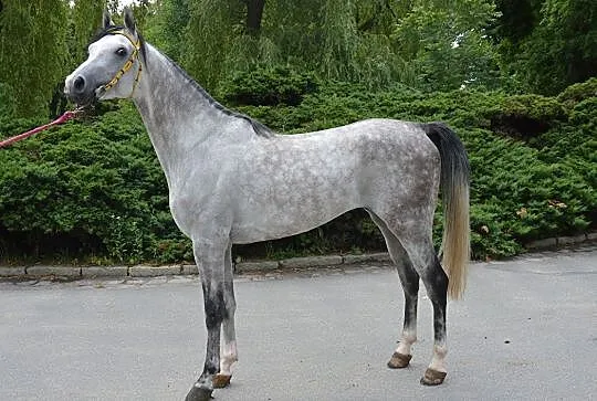 Merkanto ogier Czystej Krwi Arabskiej, , Wrocław