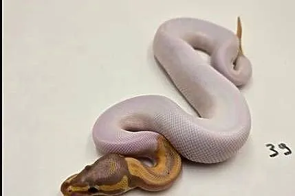 Python Królewski Banana pied
