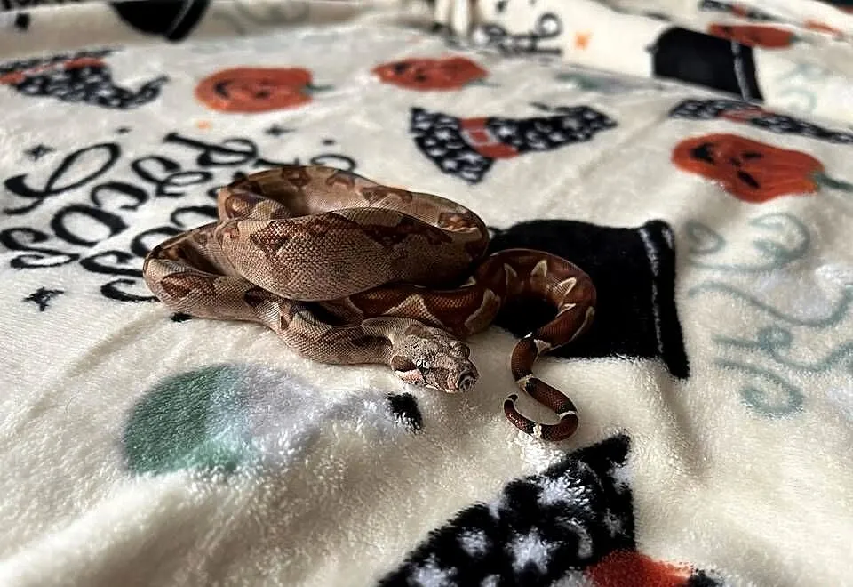 boa imperator #4, Wielkopolskie, Gniezno