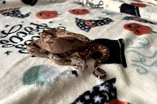 boa imperator #4