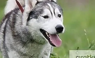 Piękny aktywny pies w typie husky szuka wspaniałego domku, Łódzkie, Łódź