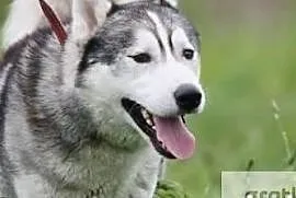 Piękny aktywny pies w typie husky szuka wspaniałeg, Łódź