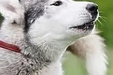 Piękny aktywny pies w typie husky szuka wspaniałeg, Łódź