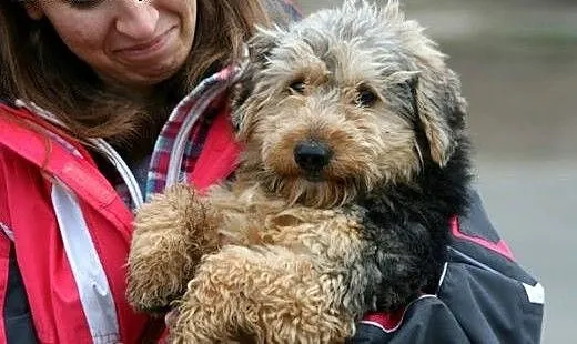 Piękny charakterny kudłaczek Fido, wielkopolskie