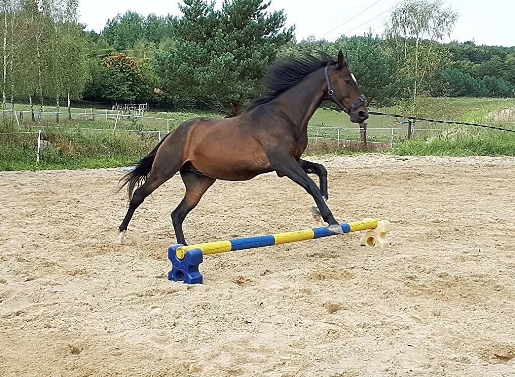Jazdy samodzielne w tygodniu - Radzymin, ,