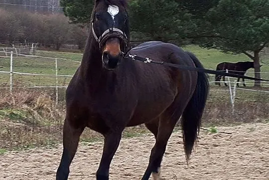 Jazdy samodzielne w tygodniu - Radzymin, , 