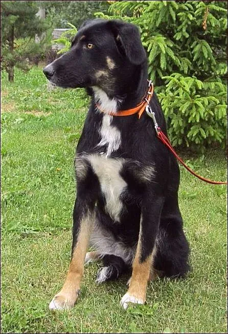 Pongo - urodziwy młodzieniec :)