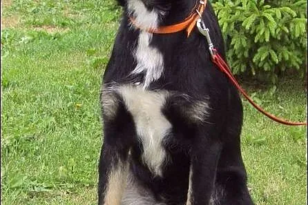 Pongo - urodziwy młodzieniec :)