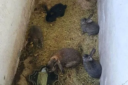 Sprzedam samice z młodymi