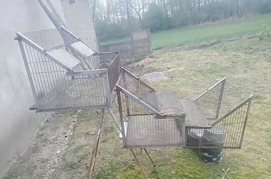 Sprzedam wloty do gołębi